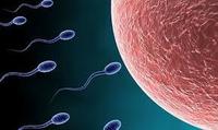 Sperm Donor, Cairo, Egypt