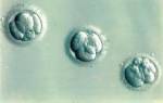 Donating remaining Embryos - How do I decide