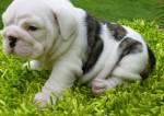 Handsome Male and Female English bull dog Puppies for Kids